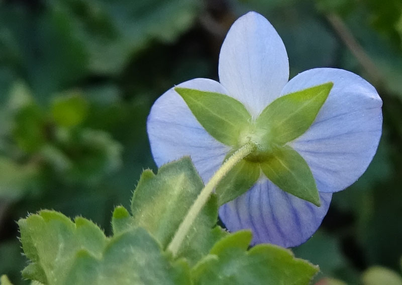 Veronica persica / Veronica di Persia